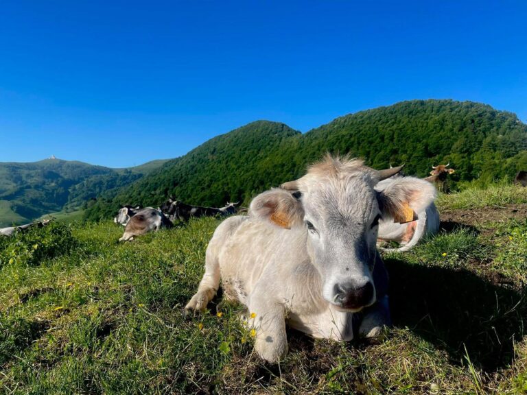 Malga Cime